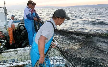 国産!添加物不使用!豊後別府湾ちりめん220g(小分け55g×4パック) 小分け 国産 ちりめん ちりめんじゃこ おつまみ <108-032_5>