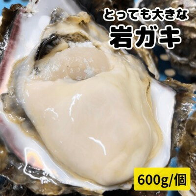 【ふるさと納税】 XXL・天然岩牡蠣600g(1個・殻付き・生食用岩ガキの特上品)CAS冷凍カキ 海鮮バーベキューに