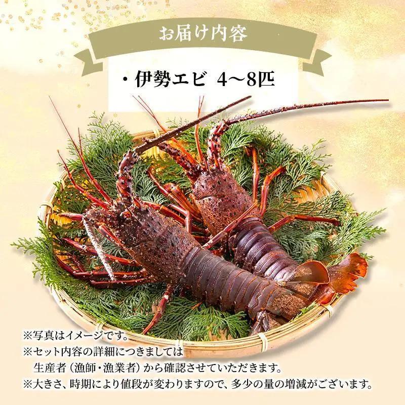 伊勢海老 活き 4〜8匹 刺身 海鮮 10月から5月 伊勢海老