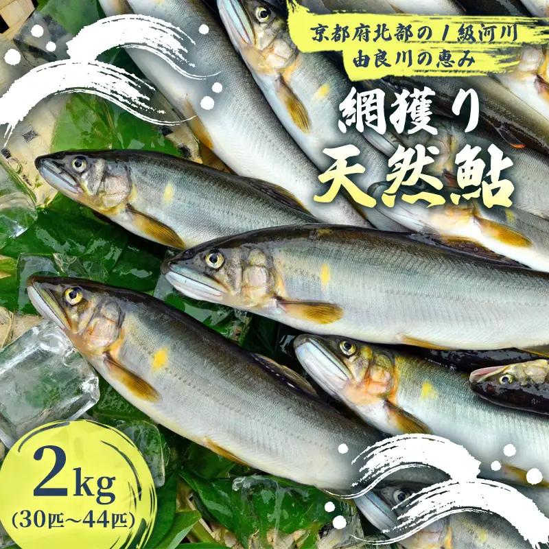 【2026年夏発送】 天然鮎 網獲り 約2kg（約30匹～44匹） 配送不可：北海道、東北、九州、沖縄、離島