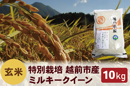 【令和6年度新米 玄米】特別栽培 越前市産ミルキークイーン 10kg