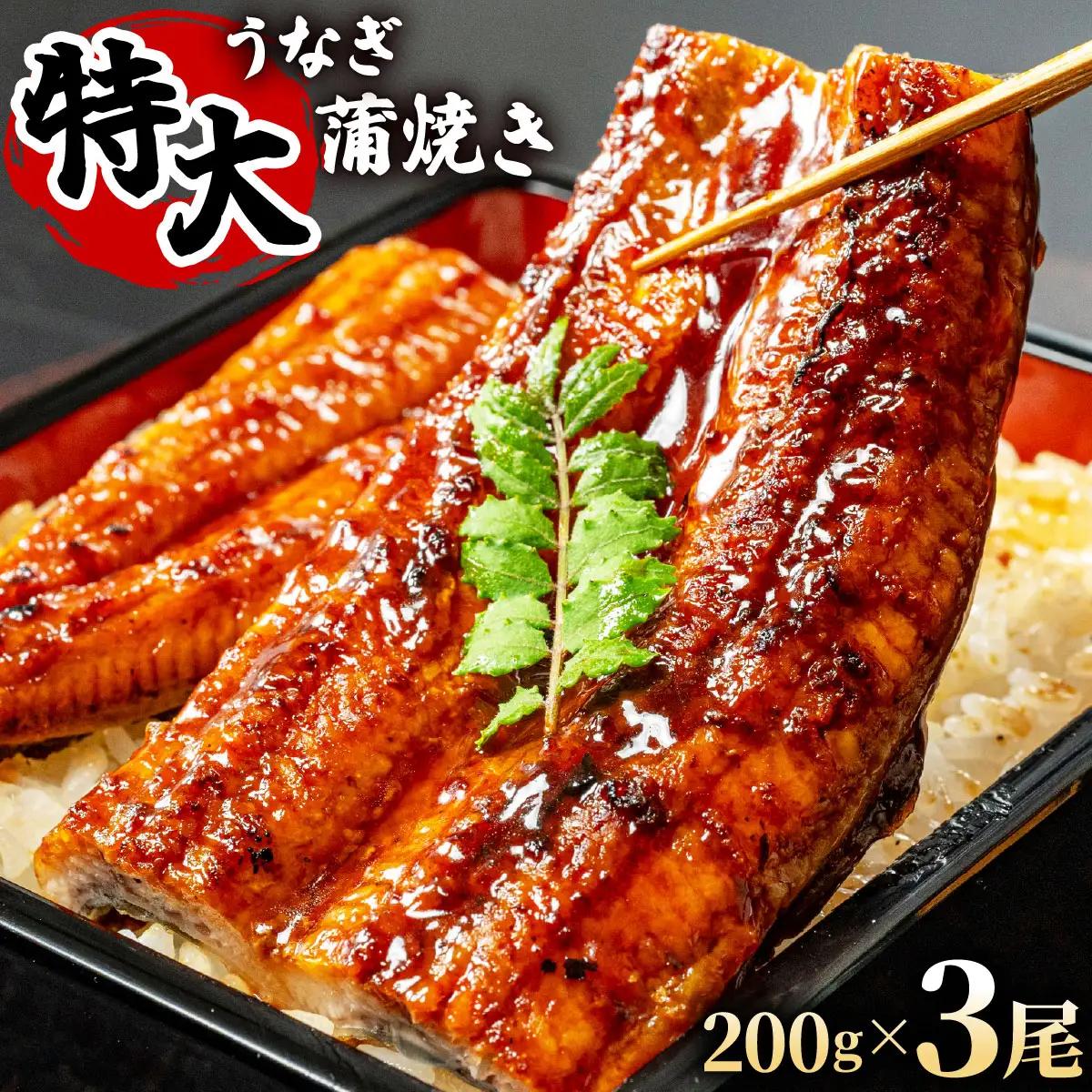 大容量600g！特大うなぎ蒲焼200g×3尾