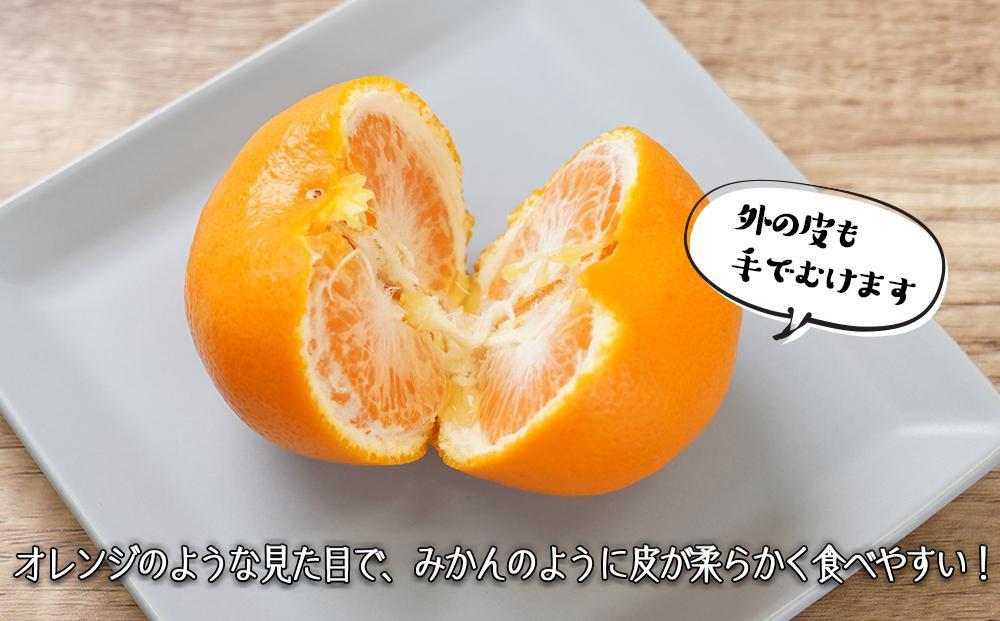 はれひめ（ミカンの希少種） 秀品  約5ｋｇ（25個～30個入）［先行予約］［2025年12月中旬頃から発送］［KG3］