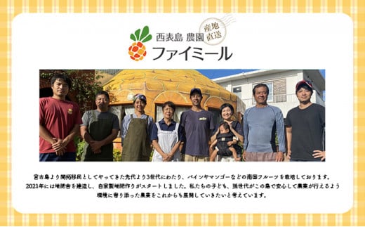 2026年 先行予約 アップルマンゴー 約2kg 4～6玉 セット 八重山マンゴー品評会総合1位を計3回獲得！高糖度保証！農園ファイミール 濃厚 果物 フルーツ 約2kg (4～6玉)