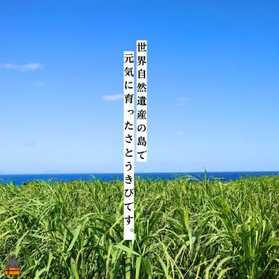 ふるさと納税 徳之島町 〜きゅらしま(美しい島)からお届け〜きゅらしま黒砂糖粉(10袋) |  | 03