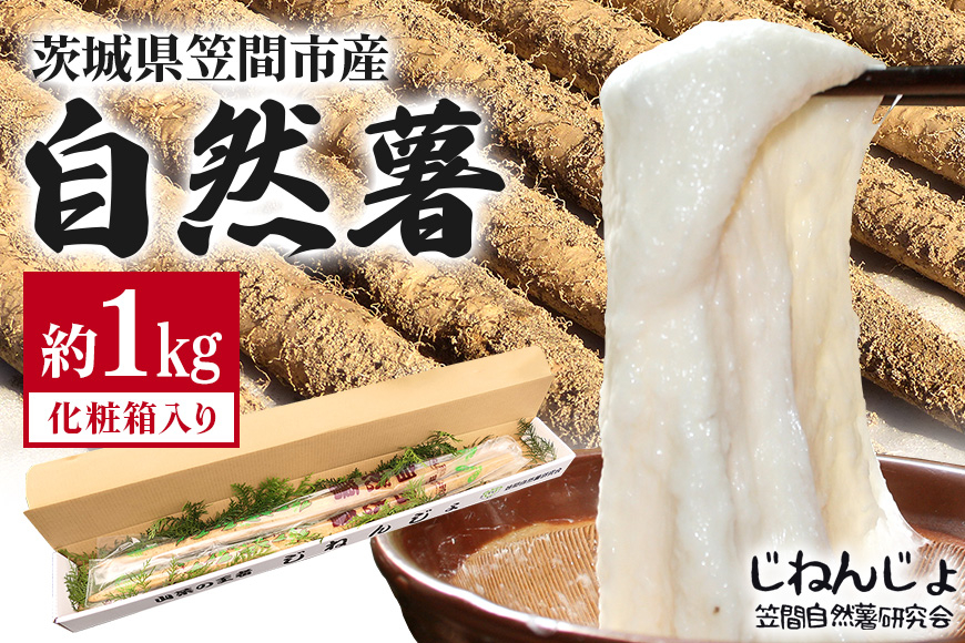 笠間自然薯研究会の自然薯 約1kg 長芋 とろろ とろろご飯 野菜 ねばねば 健康食品 美容効果 笠間市産 茨木県産 栄養たっぷり ギフトに最適 新鮮 国内生産 高級根菜 美容と健康に 美味しい 有機