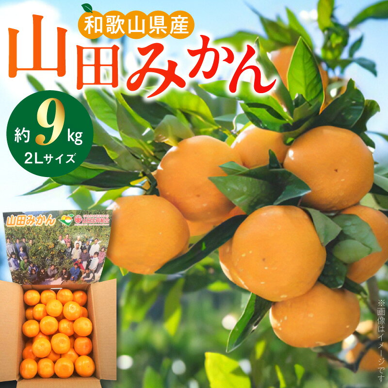 【ふるさと納税】【2026年先行予約】 山田みかん約9kg（2Lサイズ）【11月より発送】