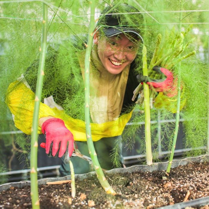 さぬきのめざめ　おおもりやアスパラガス「2Lサイズ」1kg【予約受付：御用意出来次第発送】【H-55】