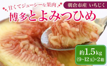 いちじく 博多 とよみつひめ 1.5kg いちじく