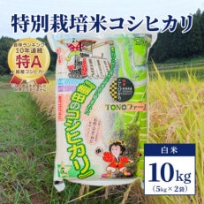 【50セット限定】令和5年産 新潟上越清里産 特別栽培米コシヒカリ10kg(5kg×2袋)白米