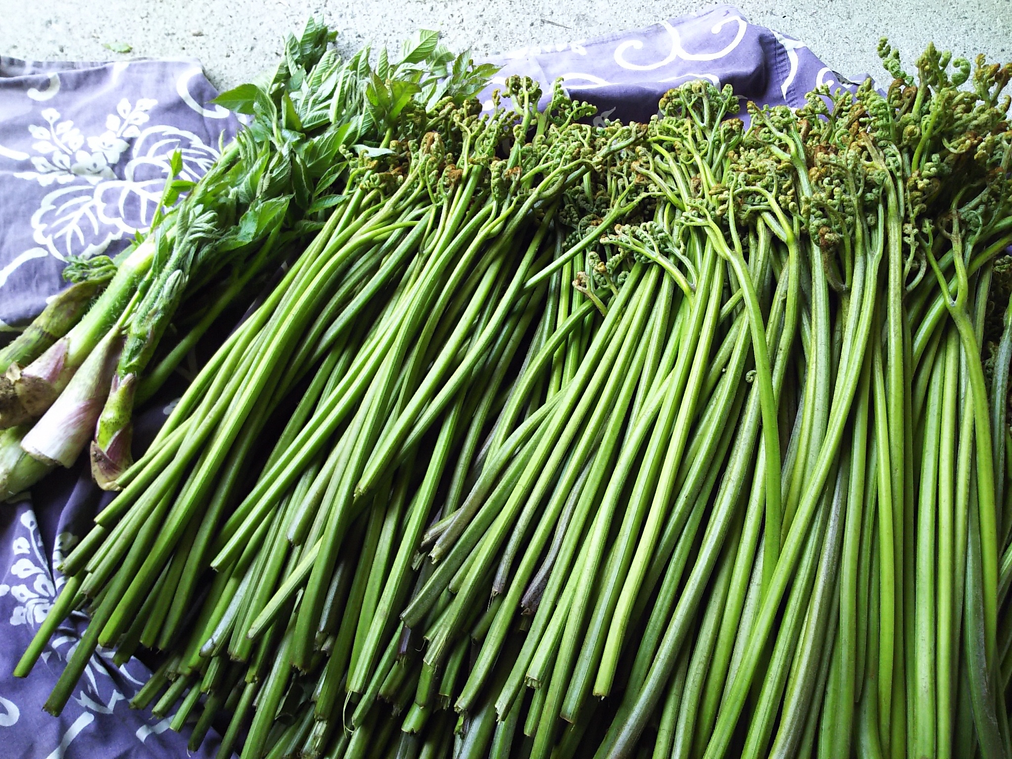【通常配送】採れたて山菜　あく抜きわらび　200ｇ×4束