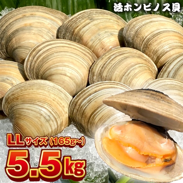 BK-10LLez 漁師直送！活ホンビノス貝5.5kg（LLサイズ）