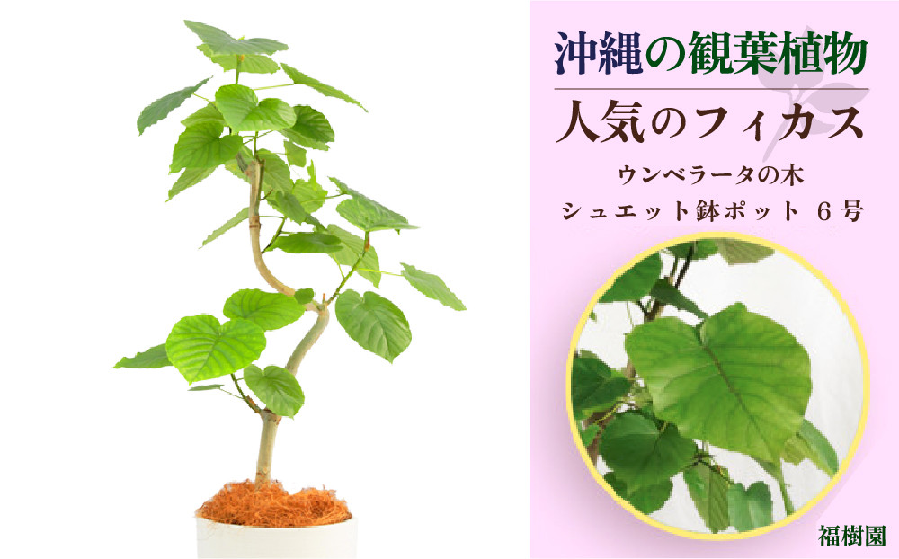 
沖縄の観葉植物 人気のフィカス ウンベラータ6号 シュエット鉢ポット
