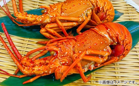 【花光】海老の王様！天然イセエビボイル（中1尾）【旨さそのまま♪期間限定フレッシュ冷蔵便】