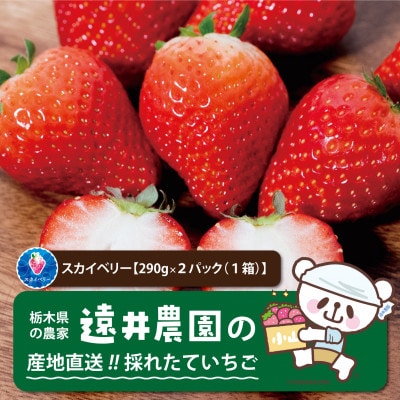 産地直送!!栃木県遠井農園の美味しいスカイベリー【290g×2パック(1箱)】【配送不可地域：離島】【1518942】