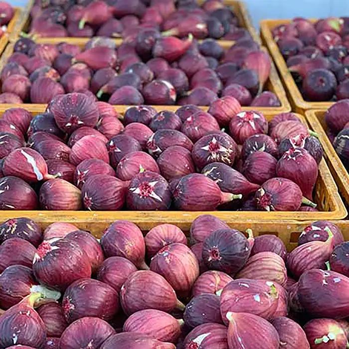 いちじく 朝採り 【2026年配送】　約2kg ／ 無花果 イチジク フルーツ くだもの 果物 果実 朝採れ 新鮮 農家直送 河南町産 大阪府 特産品 No.141