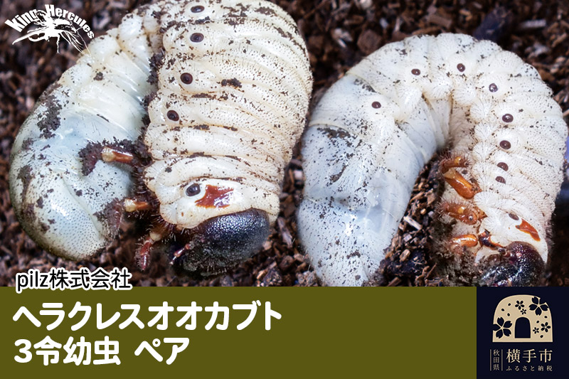 
《TVで紹介されました》ヘラクレスオオカブト（3令幼虫）ペア かぶとむし カブトムシ 昆虫 幼虫 生体
