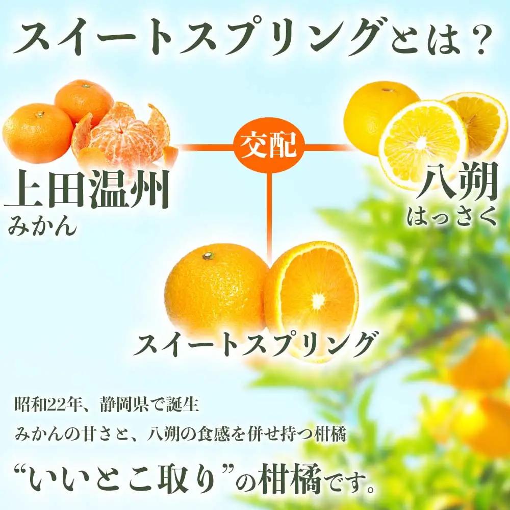 先行予約 訳ありスイートスプリング みかん 約5㎏ 【2027年1月中旬～2027年3月上旬発送予定】