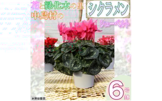 ＜先行予約＞シクラメン6号鉢(シューベルト)　水野谷園芸【1494352】