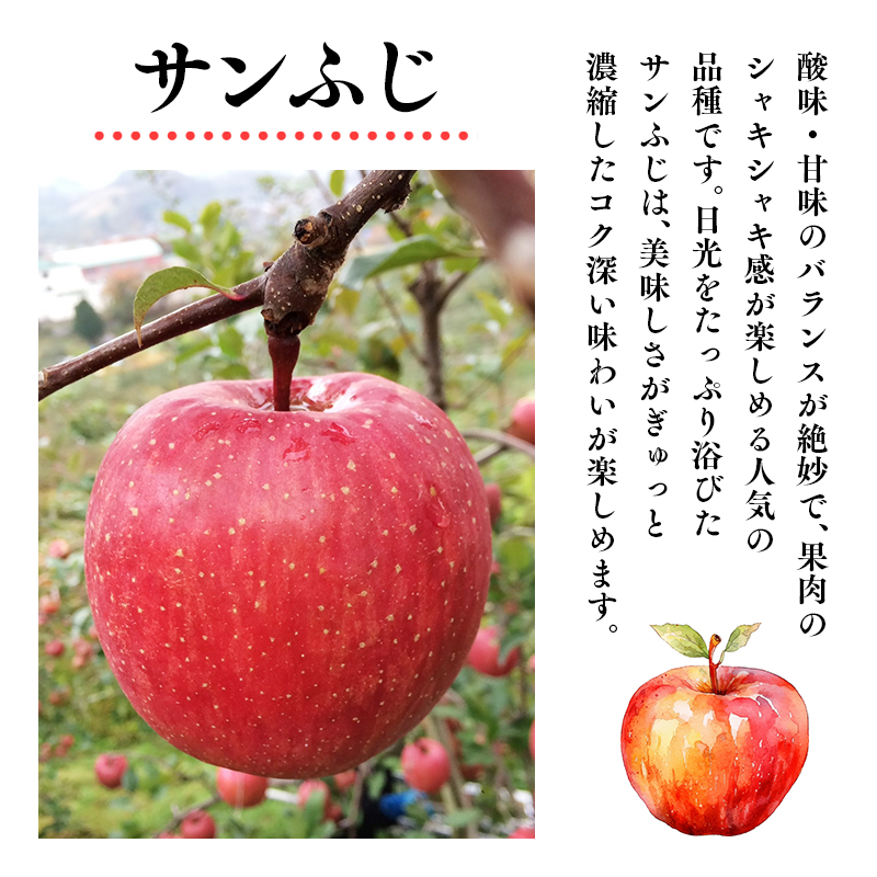 ≪12月発送 ≫100年の歴史 訳あり 家庭用サンふじ 約3kg【田中農園 青森りんご 平川市産】