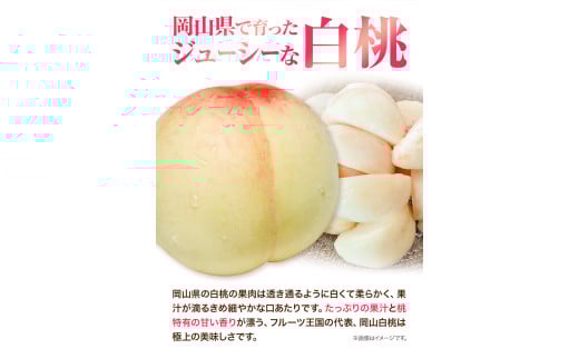 先行予約 岡山 白桃 （ 桃 4玉ロイヤル1玉220g以上）& ピオーネ （1房580g以上）& シャインマスカット （1房580g以上）詰合せ もも ぶどう マスカット 果物 フルーツ セット 令和