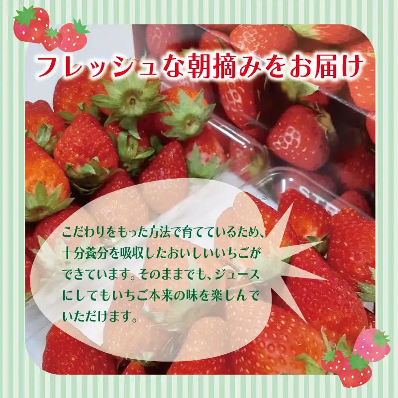 【特別規格】朝摘み完熟いちご 2パック 先行予約