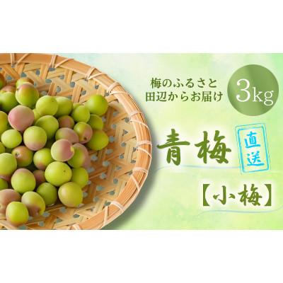 ふるさと納税 田辺市 青梅【小梅】 3kg(2026年5月頃から順次発送予定)/ 生梅【tcs019】
