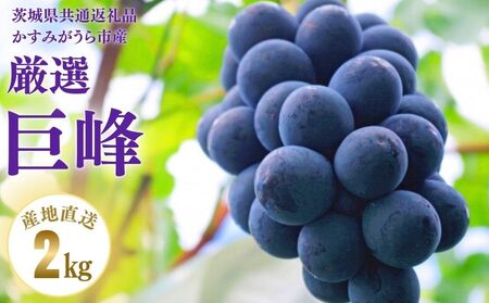 【2026年先行予約】 巨峰 2kg （茨城県共通返礼品・かすみがうら市産） ／ 巨峰 きょほう キョホウ 葡萄 ぶどう ブドウ フルーツ 果物 2kg