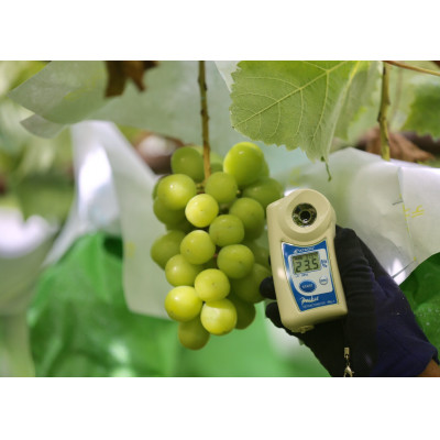 【2026年先行予約】2026年9月下旬発送「牧丘天空のシャインマスカット」 約1kg(2～3房)【配送不可地域：離島・沖縄県】