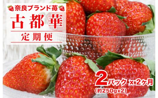 【2027年発送先行予約】【定期便 全２回】 いちご 古都華 約250gx2パック ことか  奈良  限定出荷 いちご 苺 奈良ブランド苺 2027年発送 人気 摘みたて イチゴ ブランド 古都華 大粒 苺 旬 産地 直送 フレッシュ フルーツ 果物 国産 ベリー 贈答用 プレゼント 人気苺 furusato苺 おすすめ苺 いちご農家 ブランド苺 おいしい ２ヶ月連続 定期