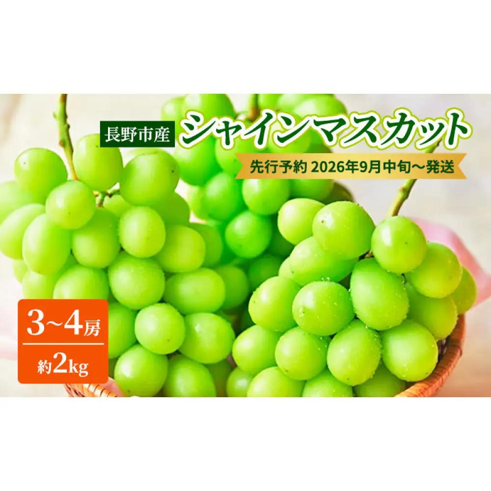 長野市産シャインマスカット3～4房（約2kg）【2026年9月中旬以降の出荷分】（本気農場いけだ） | シャインマスカット ぶどう フルーツ 