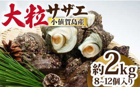 【お刺身に使えるほどの大粒！】海士が素潜りで獲った 大粒サザエ 2kg（8～12個） 《小値賀町》【小値賀町担い手公社】[DAA020] [DAA020]