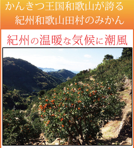 みかん 蜜柑 フルーツ 果物 くだもの / 【ご家庭用訳あり】田村みかん　5kg ※2024年11月下旬頃〜2025年1月下旬頃に順次発送【uot754】