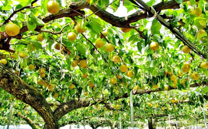 梨 朝倉産 旬の梨 約3kg 林農園 配送不可 離島 ナシ 果物 フルーツ 先行予約