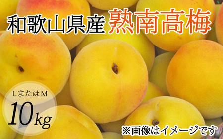 【梅干・梅酒用】（LまたはM－10Kg）熟南高梅＜2025年6月上旬～7月上旬ごろに順次発送予定＞/ 梅 生梅 梅干し 梅シロップ 青梅 フルーツ 果物 くだもの 食品 人気 おすすめ 送料無料【art013A】