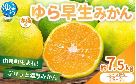  【先行予約】ゆら早生みかん 約7.5kg ※2025年10月中旬～10月下旬順次発送  / 農家直送 くだもの  果実  柑橘 果物 フルーツ 国産 和歌山県 由良町 ご家庭用 人気 おすすめ 【nktn002-sp】