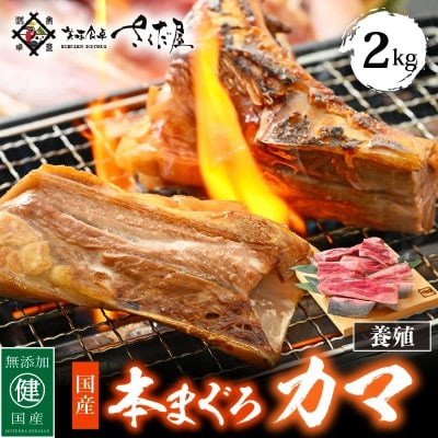 本マグロカマ2kg!!【配送不可地域：離島】【1317387】