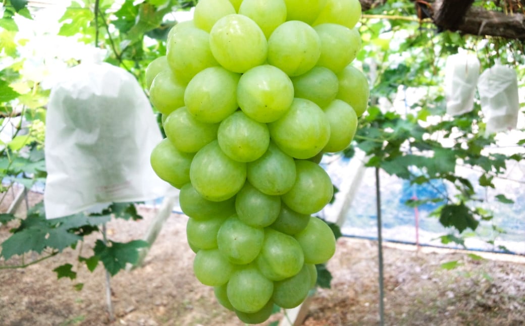 
            岡山シャインマスカット 1房 750グラム以上【2026年9月上旬～10月下旬まで順次発送予定】【シャインマスカット シャイン マスカット 人気フルーツ 岡山フルーツ おすすめフルーツ 岡山県 倉敷市】
          