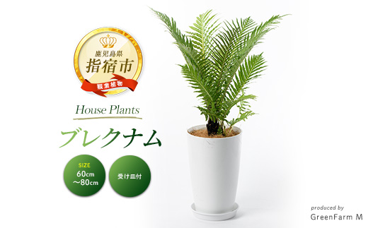 
                  2026年3月上旬～発送【観葉植物】ブレクナム 60cm～80cm(Green Farm M/IB075-024) ※北海道・沖縄・離島配送不可※ 南国鹿児島県で育った 観葉植物！植物 鉢付 インテリア 室内 オフィス おしゃれ プレゼント ギフト 開店祝い 移転祝い マイナスイオン
                