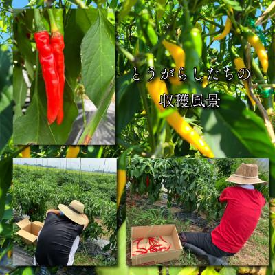 ふるさと納税 登米市 宮城県登米市産 唐辛子 品種インドジンウソツカナイ 3kg(500g×6P)　殺菌後急速冷凍 業務用 |  | 02