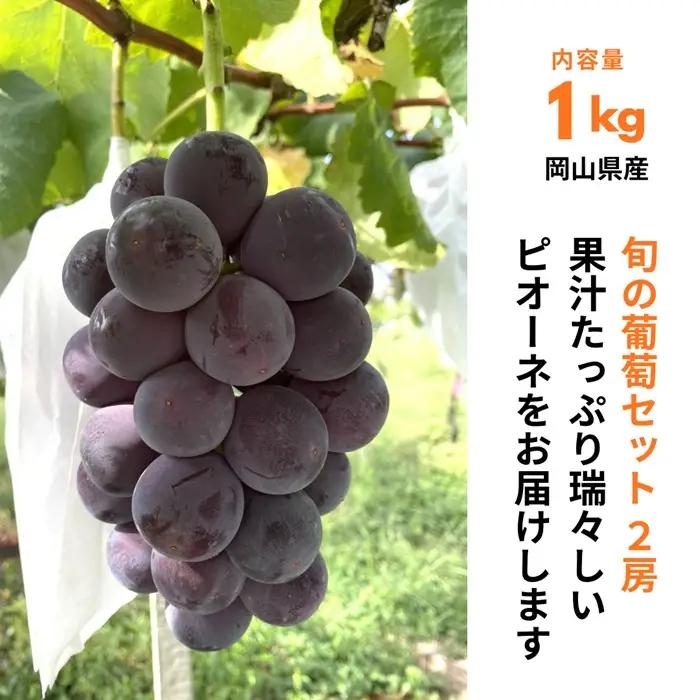 ぶどうセット 2房（ニューピオーネ1房+おすすめ品種1房）1kg 旬 岡山県産