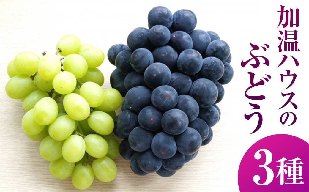 
            【先行予約】有機配合肥料使用 種なし 加温ハウスぶどう 3種 セット 【2026年7月下旬～8月上旬より順次発送予定】 【春光園】 ぶどう ブドウ 葡萄 果物 フルーツ 詰め合わせ 福岡県 うきは市 冷蔵
          
