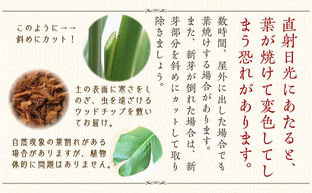 【観葉植物】オーガスタ 8号 ストライプバスケット鉢カバー 土の表面：ウッドチップ ｜観葉植物 インテリア 部屋 おしゃれ 福岡県筑前町 送料無料