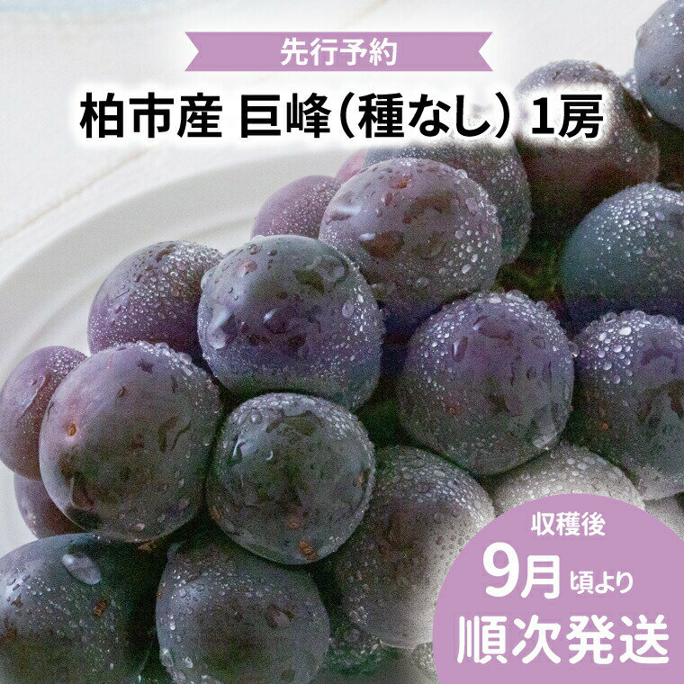 【ふるさと納税】【オンライン決済限定】柏市産　巨峰　1房 〈先行予約 2026年9月順次発送〉 葡萄 ブドウ 種なし フルーツ 果物 旬 国産 産地直送 千葉県産 おいしい 美味しい おすすめ デザート グルメ 【配達不可：沖縄、離島】　お届け：2026年9月1日から10月31日まで