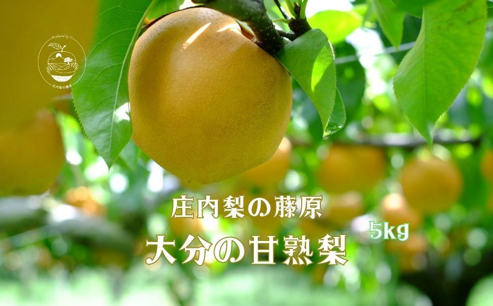 
            【約5kg】庄内梨の藤原　お楽しみセレクト　樹上完熟☆農家直送　8月上旬から発送　期間限定　大分県由布市特産品　＜庄内梨の藤原＞ | 期間限定 数量限定 季節限定 果物 フルーツ 梨 幸水 豊水 あきづき 新高 豊里 完熟 5kg 送料無料 湯布院 由布院 大分県 大分 九州 ゆふいん BR002
          