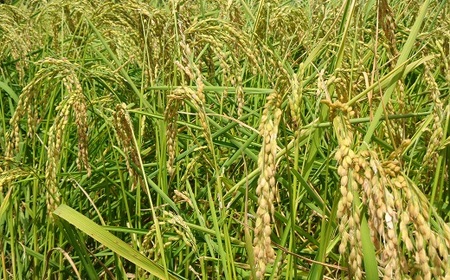 【令和7年産】嶺南ファームの嶺岡米「いのちの壱」 5kg　[0020-0103]