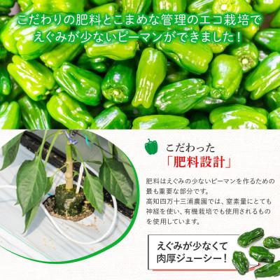 ふるさと納税 四万十町 肉厚ジューシー!エコ栽培でえぐみ少ないピーマン2kg |  | 02