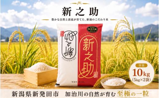 【加治川産新之助】 令和7年産 新潟県産 新之助 10kg（5㎏×2袋） 新潟県 新発田市 加治川産 新発田産 新潟 ふるさと納税 精米 米 お米 新之助 白米 米 お米 こめ コメ ライス ご飯 ごはん 美味しい 贈り物 国産 新潟県 新発田市 お取り寄せ 令和7年産米 産地直送 GAP認証 JGAP アグリ加治川 agk006_01