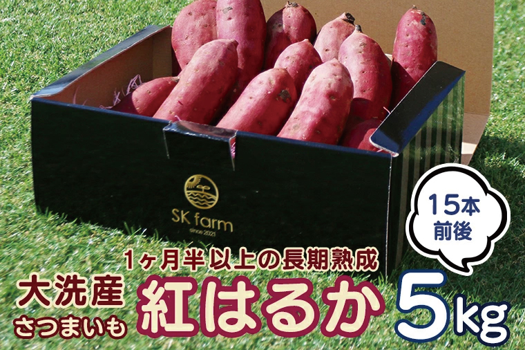【先行予約】大洗産 さつまいも 紅はるか 5kg （15本前後） Sea Sweet 長期熟成 茨城県産 サツマイモ 土付き 生芋 芋 さつま芋 薩摩芋 甘藷 べにはるか