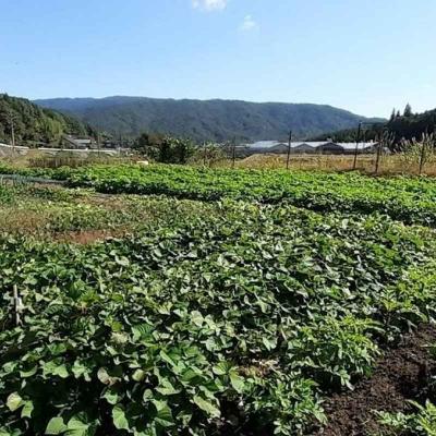 ふるさと納税 安芸高田市 旬の野菜・定期便(3か月)[No5895-0456] |  | 03